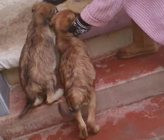 Jeremy, male Mixed Breed for adoption at Kutya Kiskapu