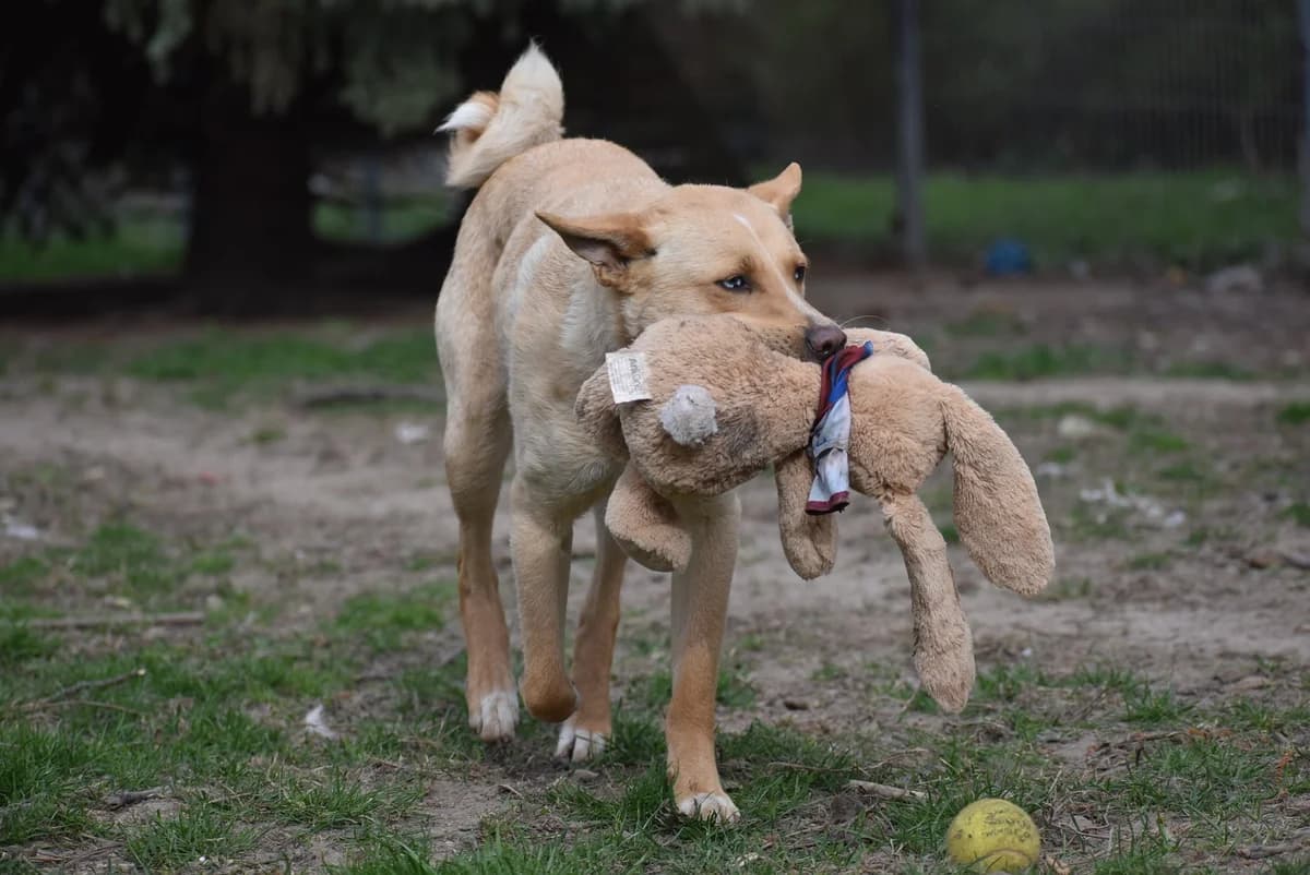 Sajó, young Mixed Breed for adoption at Kutyaovi Állatvédő Egyesület