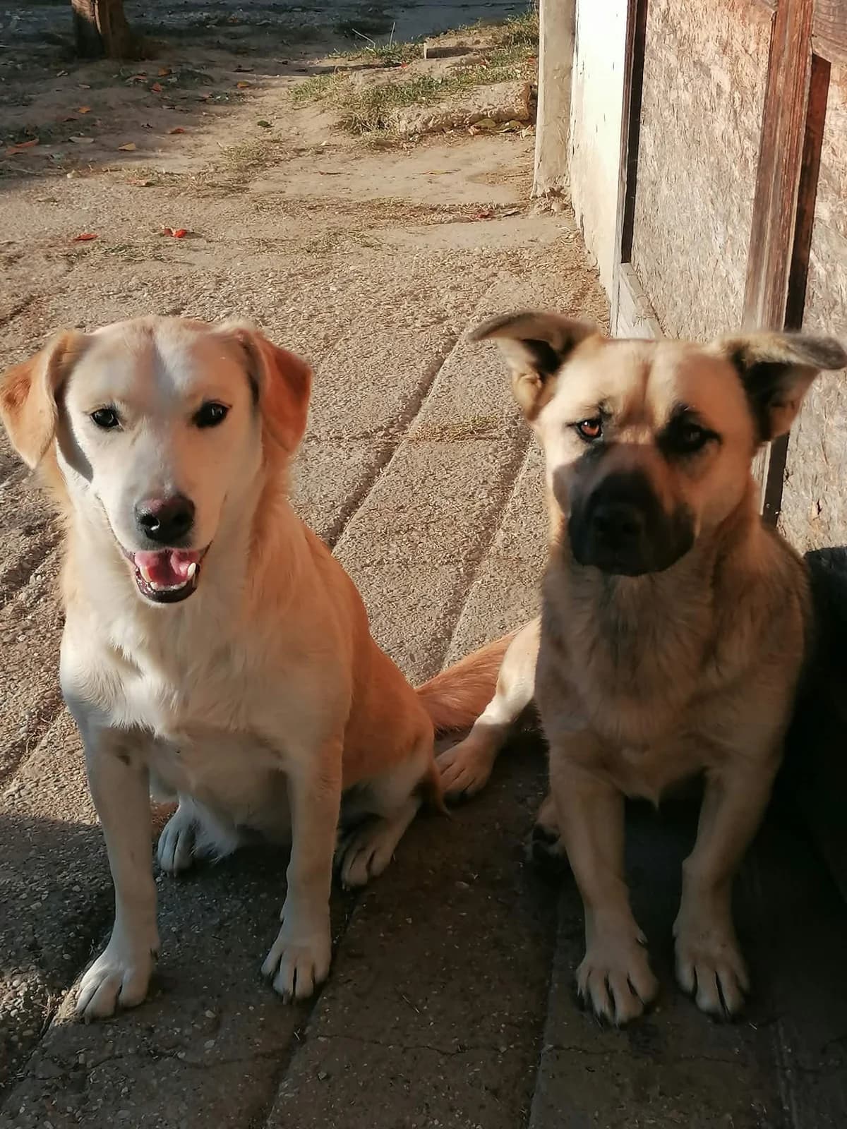 ZORAL, mixed breed for adoption at Kutyatár Állatmenhely Kaposvár