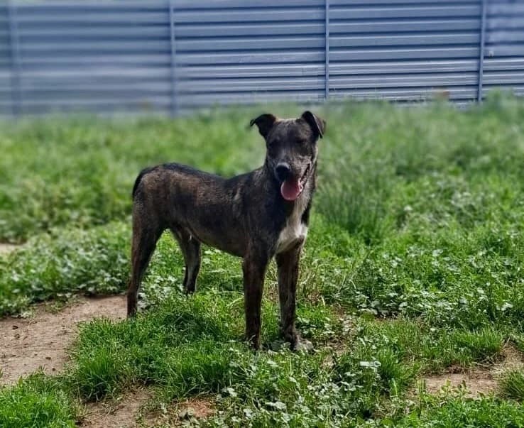 GYURMI, male mixed breed for adoption at Kutyatár Állatmenhely Kaposvár