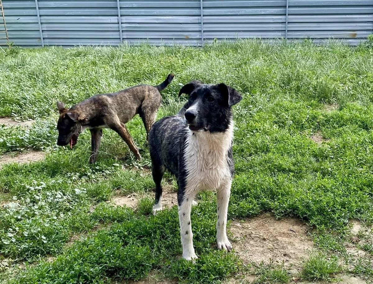 MADDOX, male mixed breed for adoption at Kutyatár Állatmenhely Kaposvár