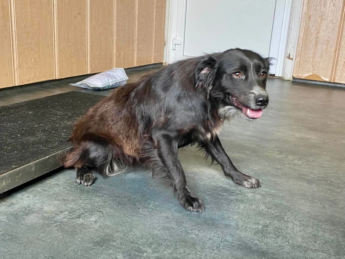 ANNA, mixed breed for adoption at Kutyatár Állatmenhely Kaposvár