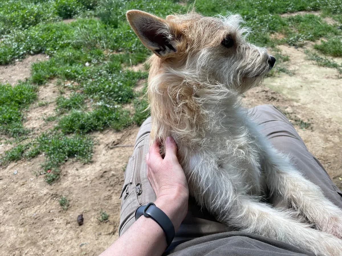 CSUBIKA, mixed breed for adoption at Kutyatár Állatmenhely Kaposvár