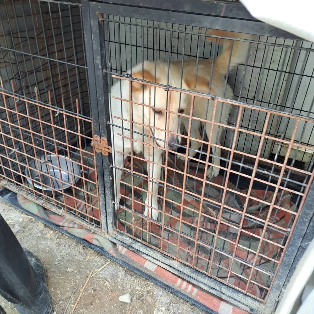 LENA, mixed breed for adoption at Kutyatár Állatmenhely Kaposvár