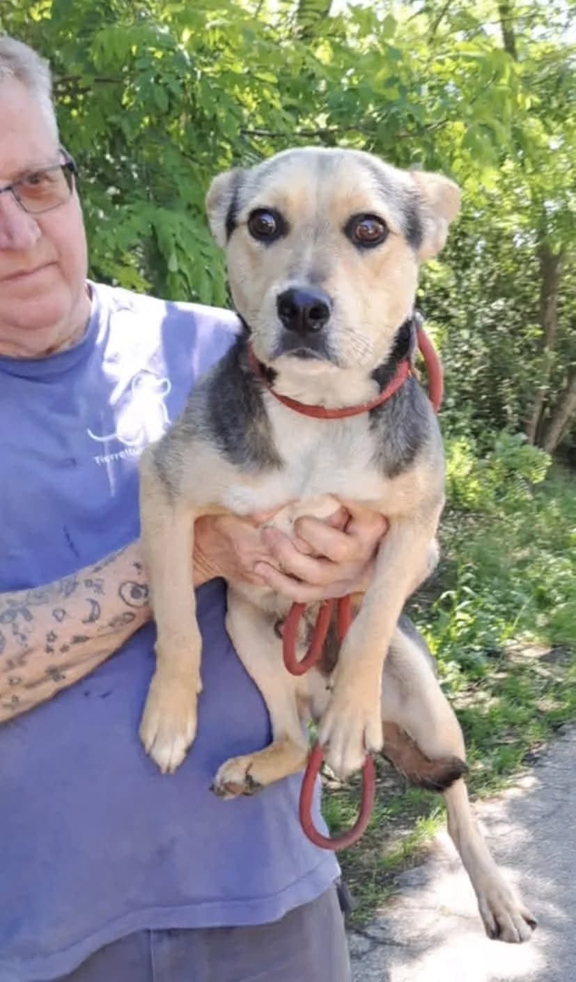 LEO, mixed breed for adoption at Kutyatár Állatmenhely Kaposvár