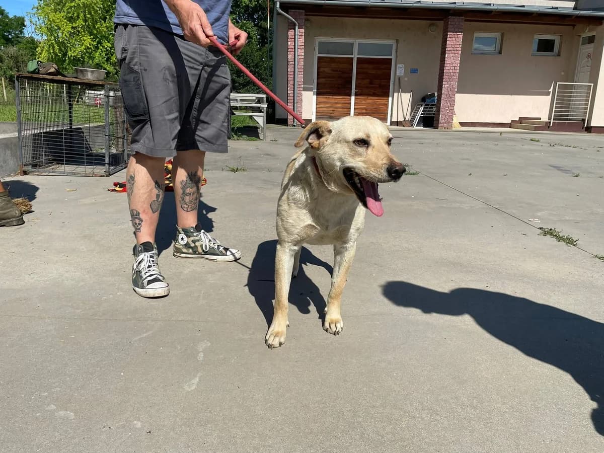 LUCA, mixed breed for adoption at Kutyatár Állatmenhely Kaposvár
