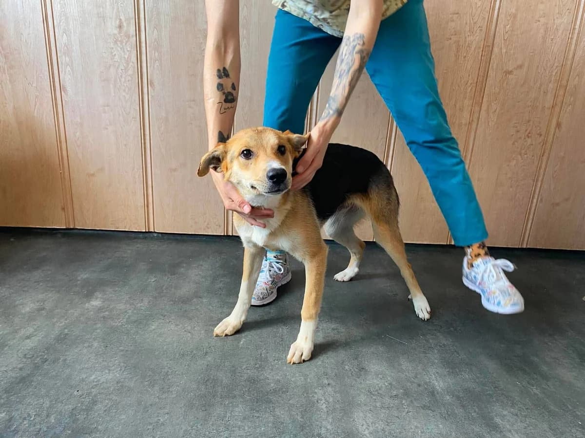 LOTTE, female mixed breed for adoption at Kutyatár Állatmenhely Kaposvár