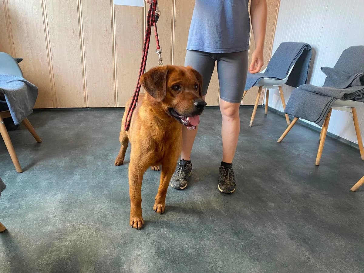 SANTOS, mixed breed for adoption at Kutyatár Állatmenhely Kaposvár