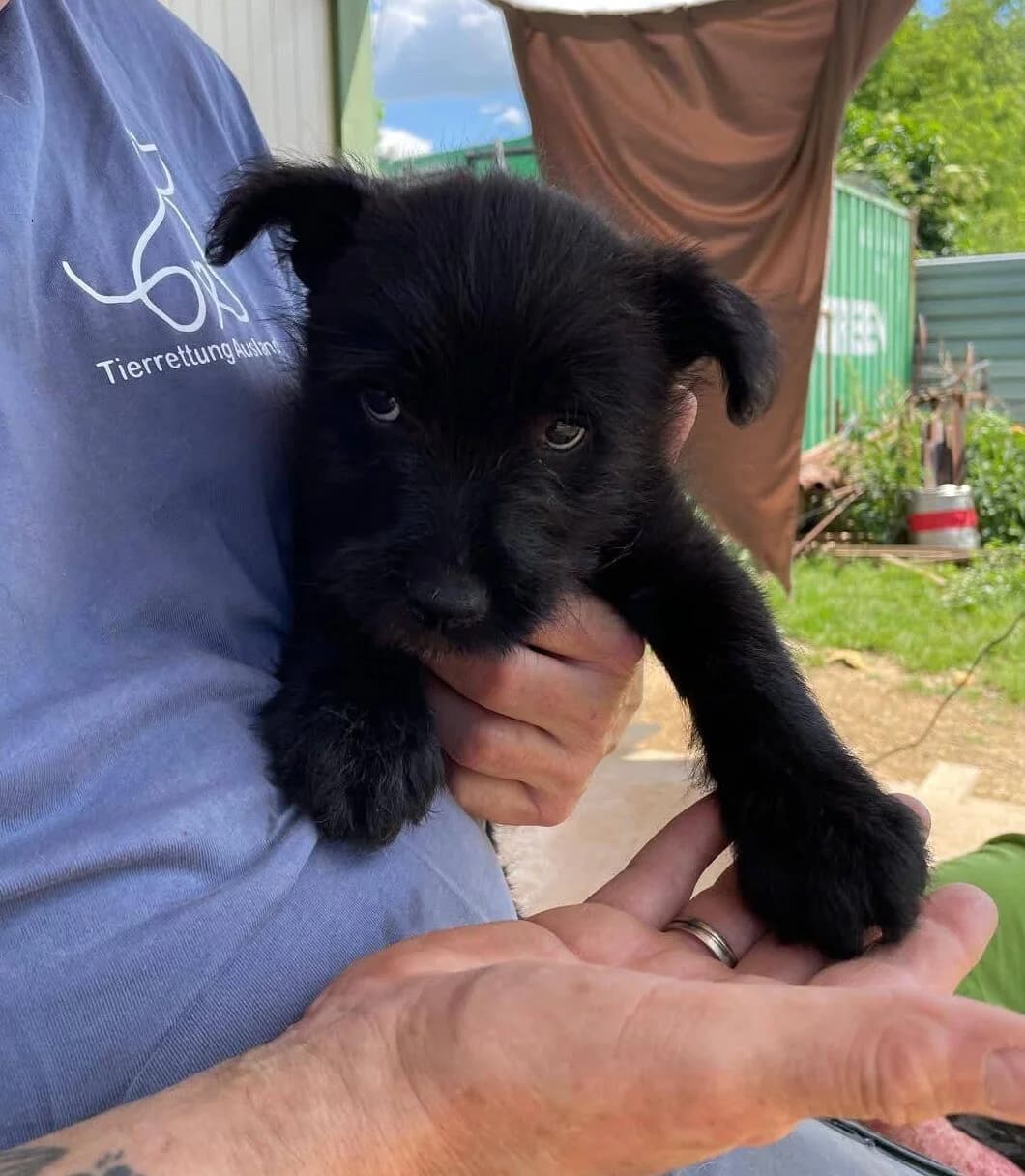 ÁDÁM, male Puli for adoption at Kutyatár Állatmenhely Kaposvár