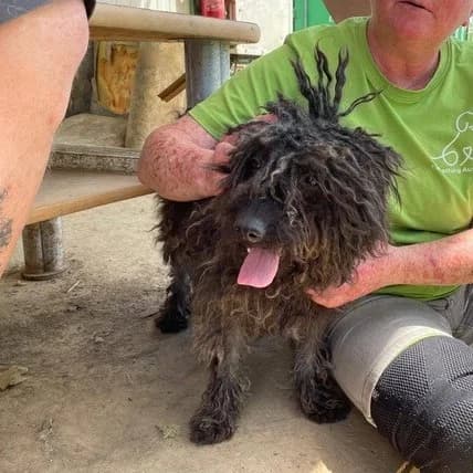 ESZTER, Puli for adoption at Kutyatár Állatmenhely Kaposvár