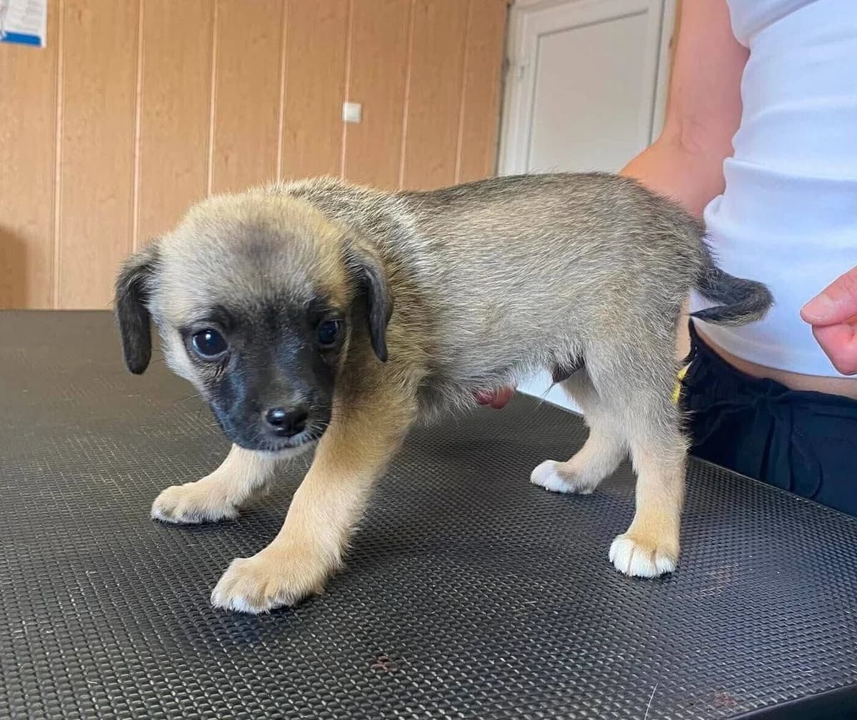 FIETE, male Pug for adoption at Kutyatár Állatmenhely Kaposvár