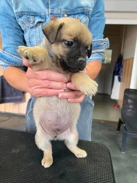 FERDI, male Pug for adoption at Kutyatár Állatmenhely Kaposvár