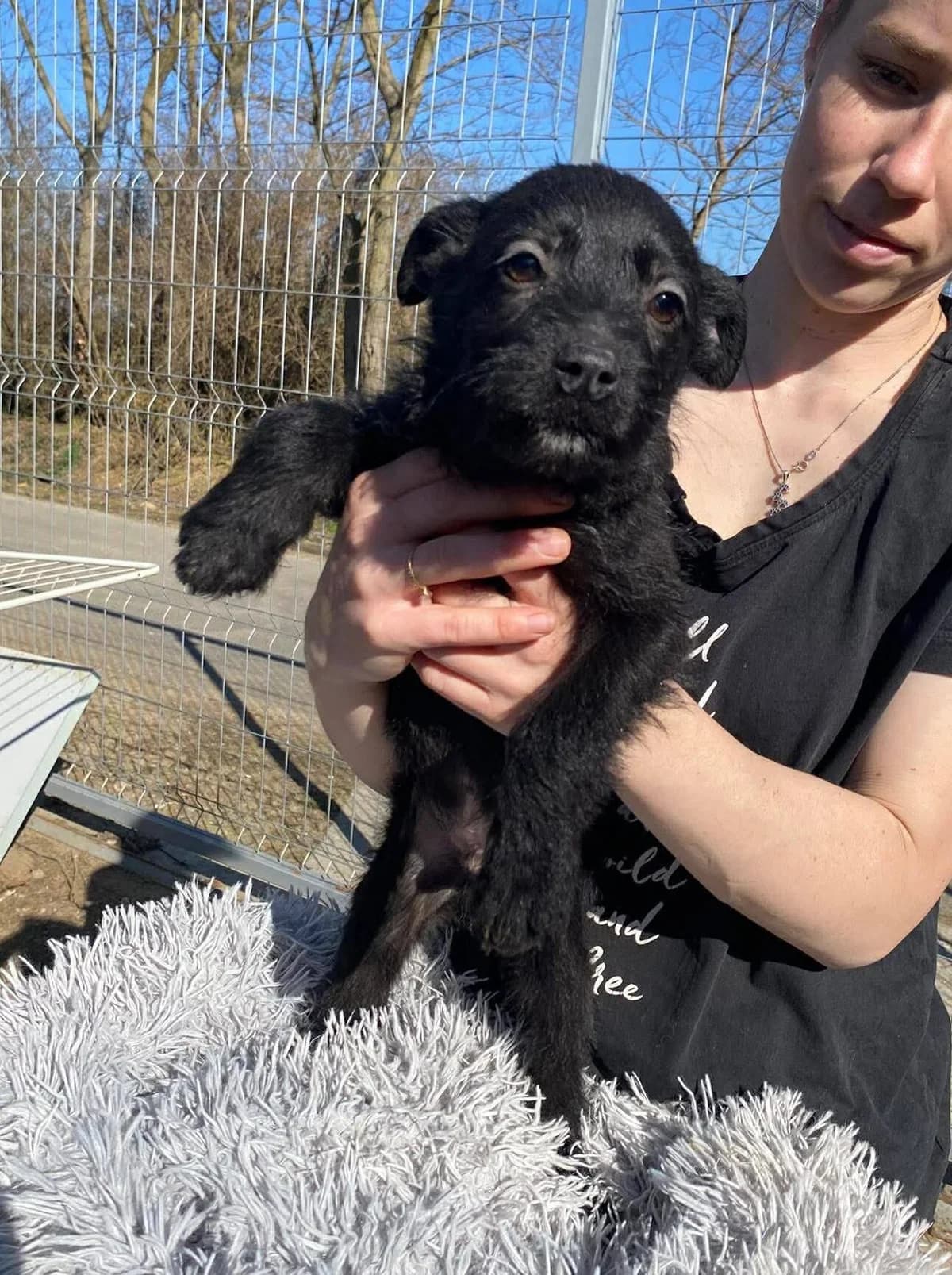 HIKO, mixed breed for adoption at Kutyatár Állatmenhely Kaposvár