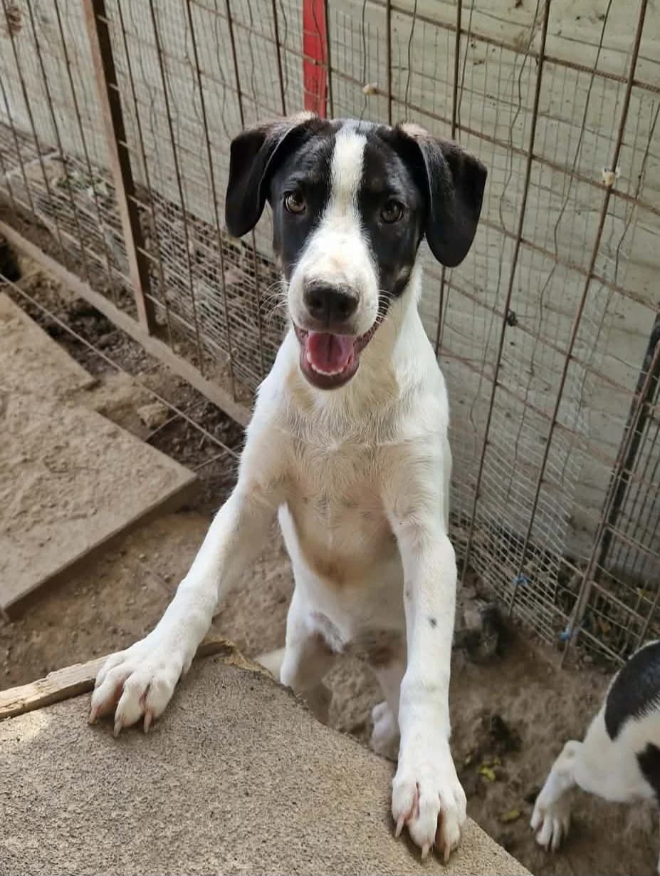 LEIA, female mixed breed for adoption at Kutyatár Állatmenhely Kaposvár