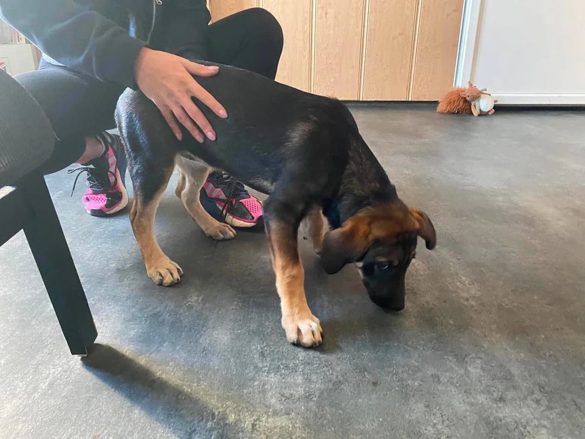 LUJZA, female mixed breed for adoption at Kutyatár Állatmenhely Kaposvár
