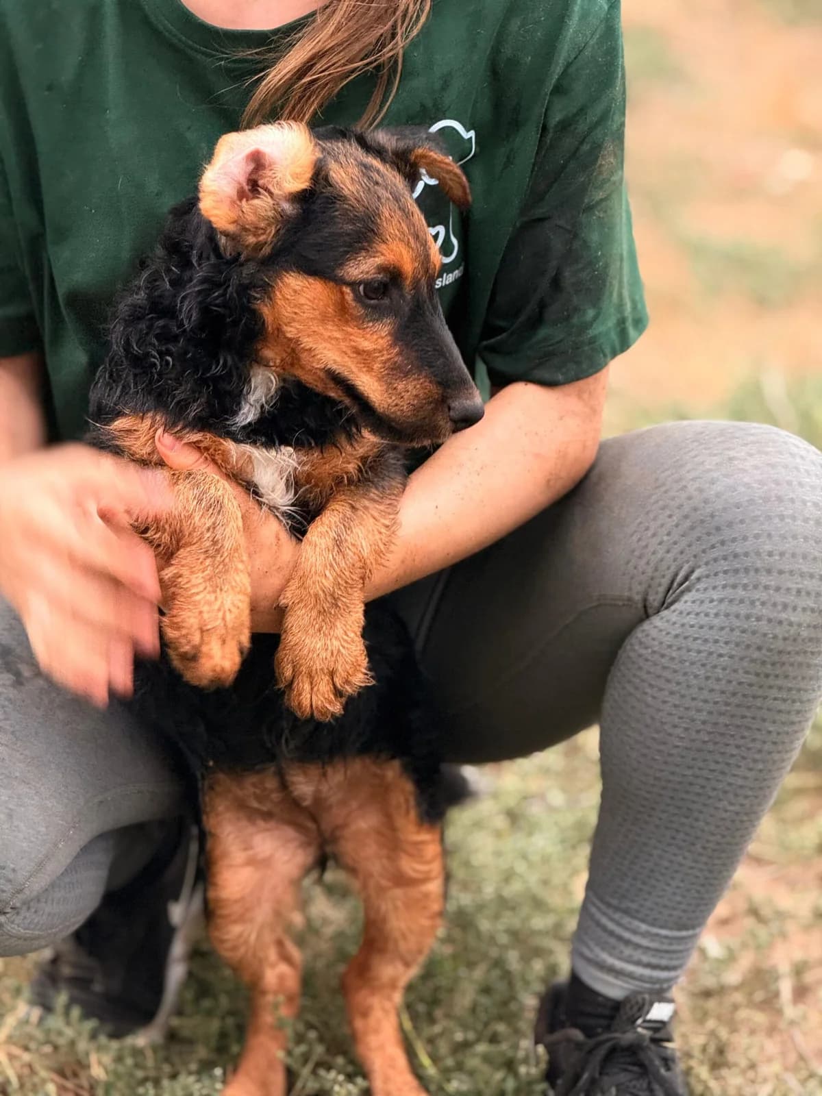 MARY/MÁRIA, female mixed breed for adoption at Kutyatár Állatmenhely Kaposvár