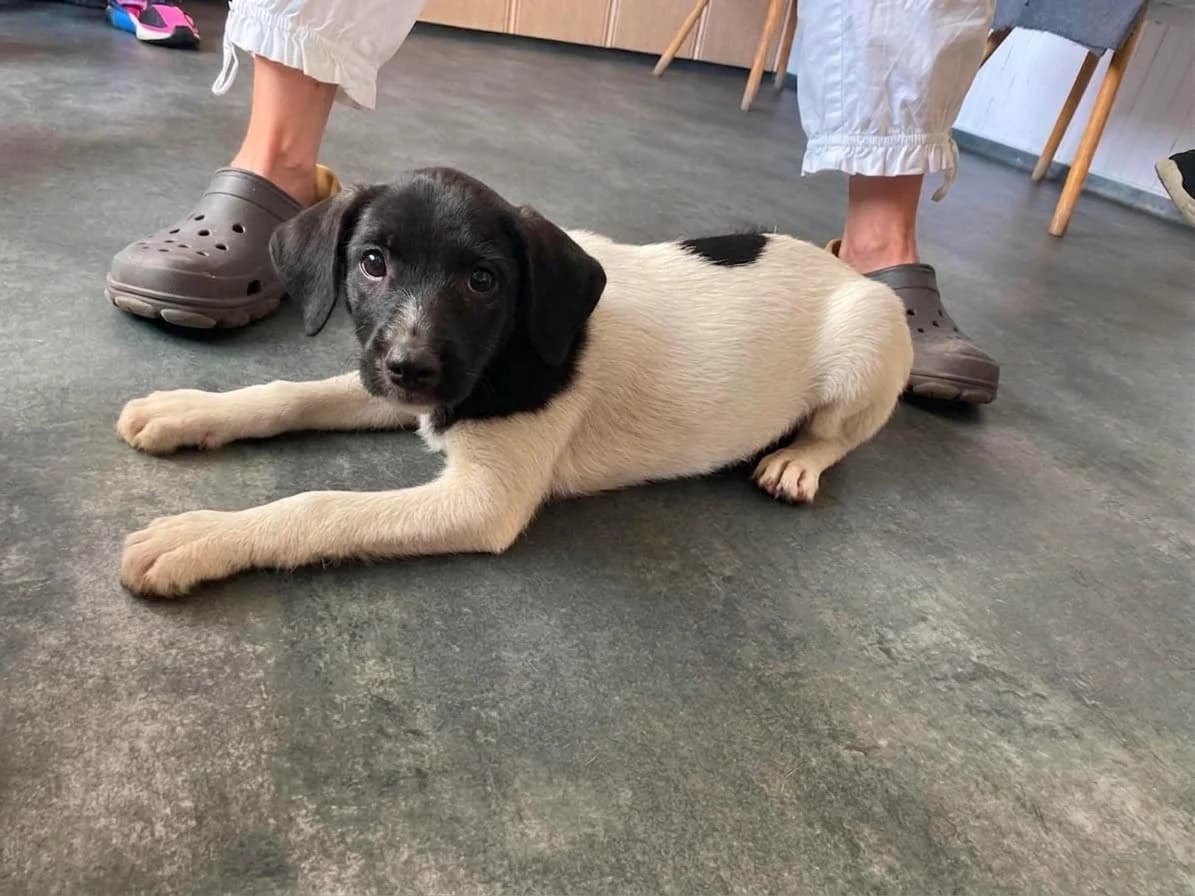 MARGARETHE/MARGIT, female mixed breed for adoption at Kutyatár Állatmenhely Kaposvár