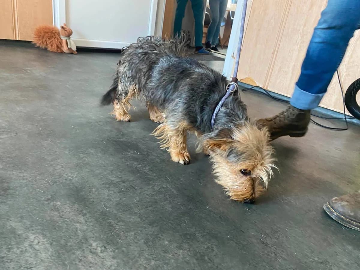 SHAKIRA, Yorkshire Terrier for adoption at Kutyatár Állatmenhely Kaposvár