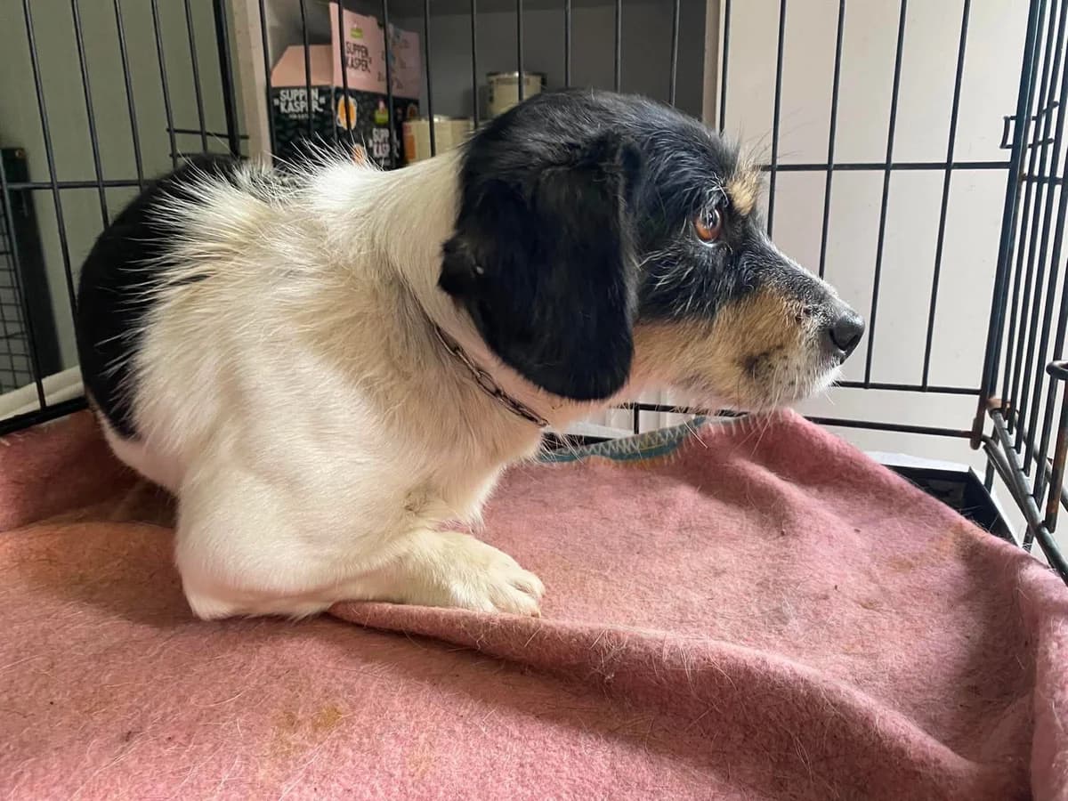 FRED, mixed breed for adoption at Kutyatár Állatmenhely Kaposvár