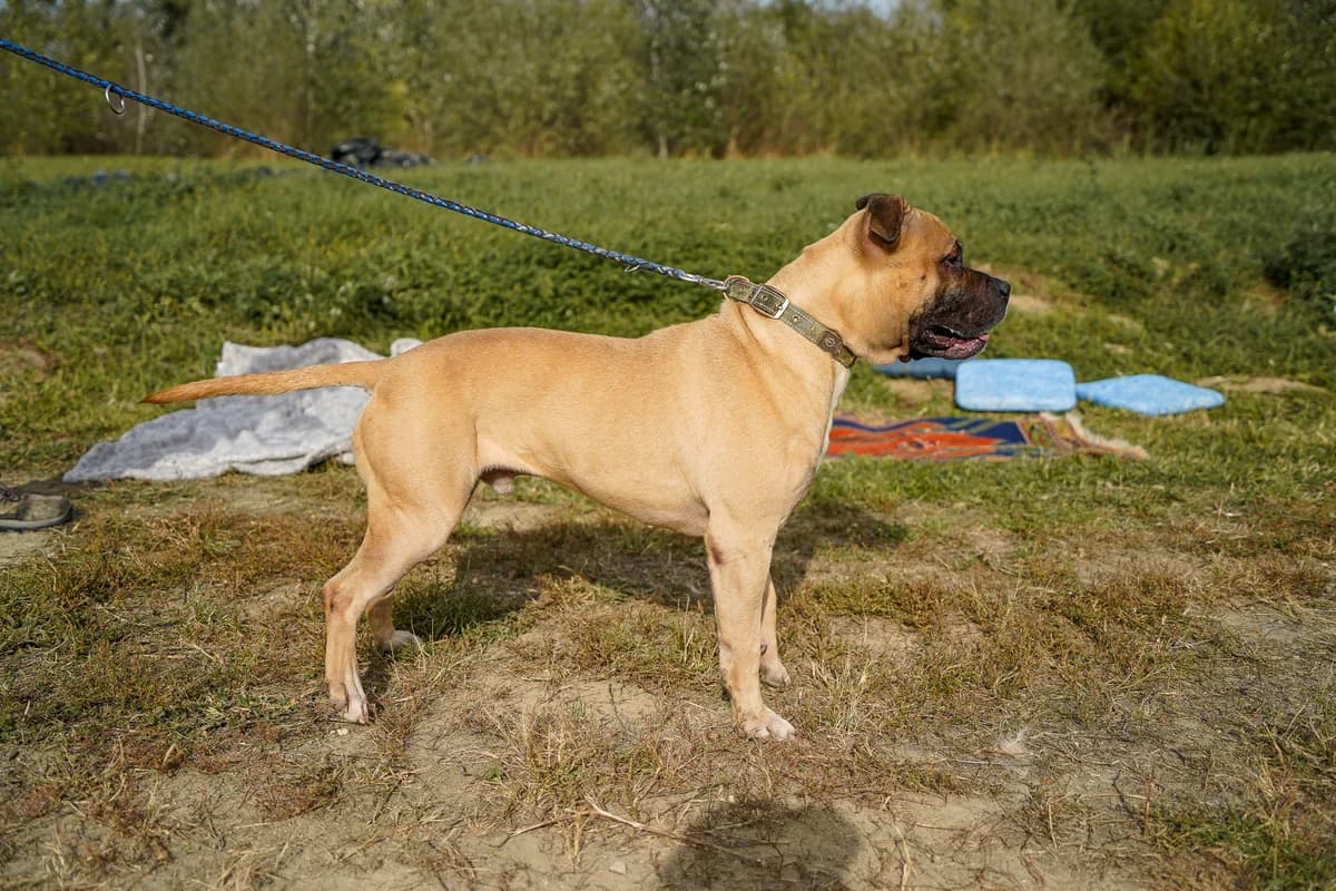 BOBY, Staffordshire Bull Terrier for adoption at Kutyatár Állatmenhely Kaposvár