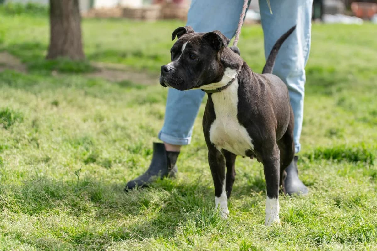 DODI, Mixed Breed for adoption at Kutyatár Állatmenhely Kaposvár