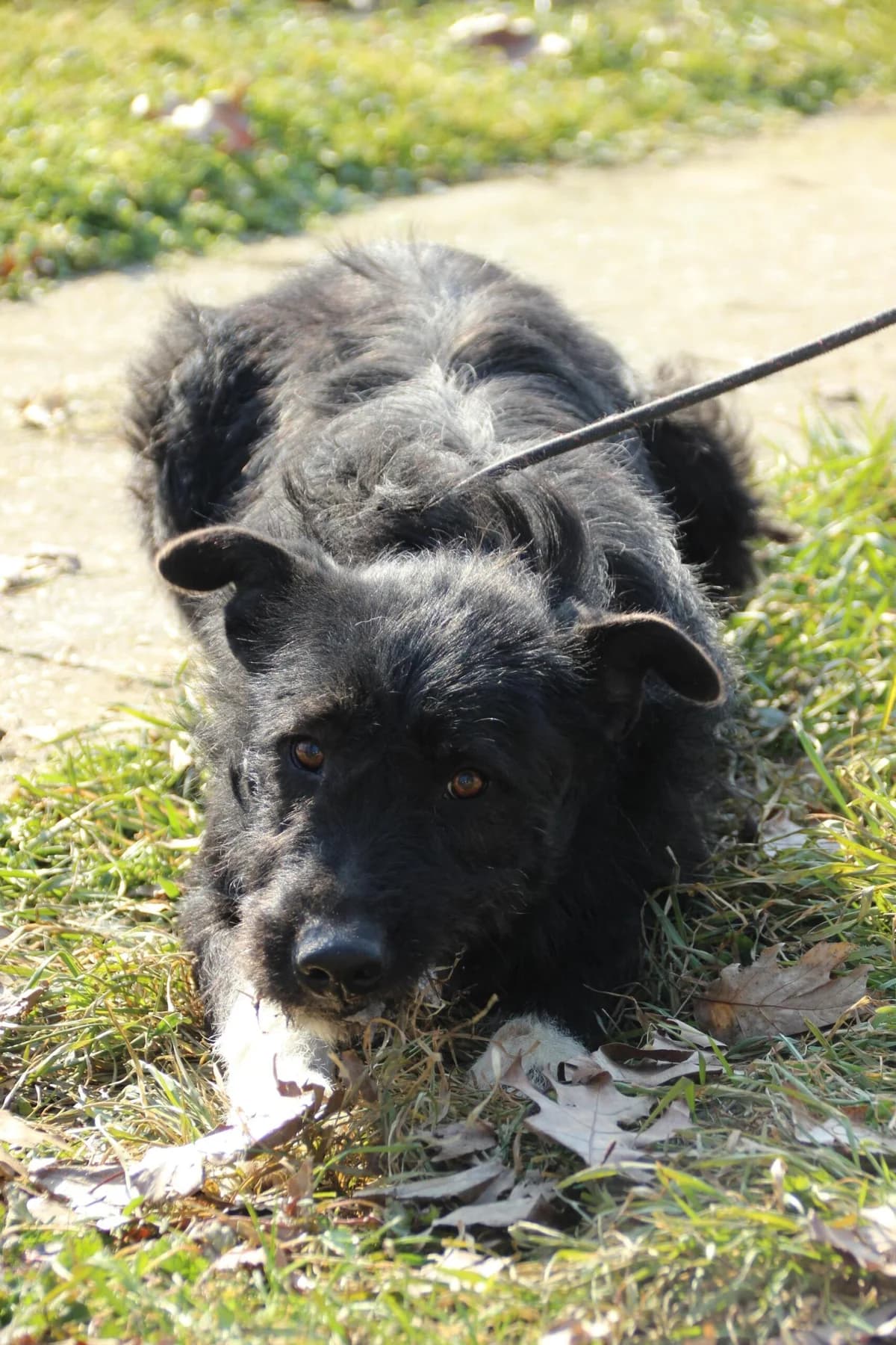 ZSIVÁNY, mixed breed for adoption at Kutyatár Állatmenhely Kaposvár