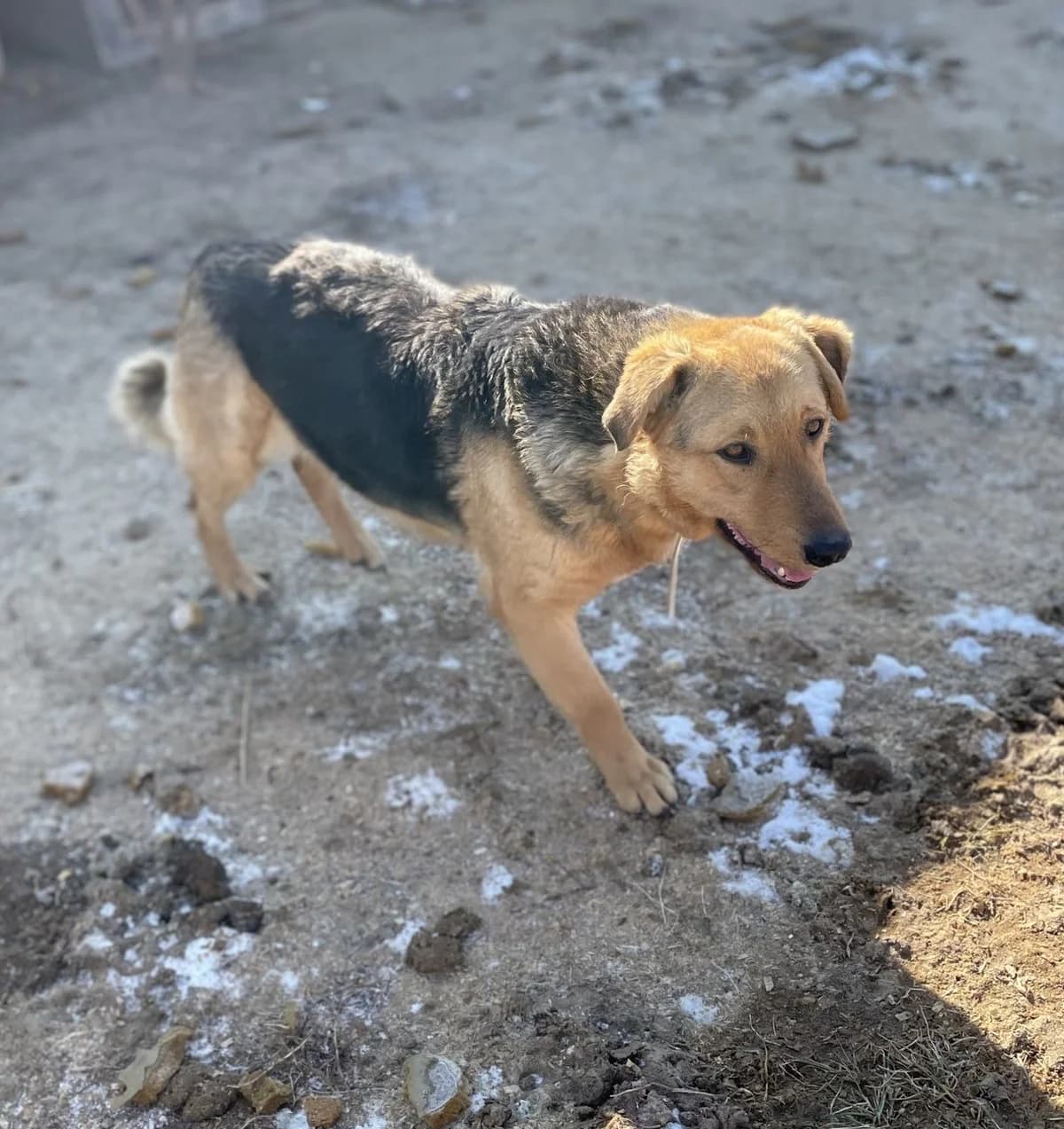 VICA, Mixed Breed for adoption at KutyatΓ‘r Γllatmenhely KaposvΓ‘r