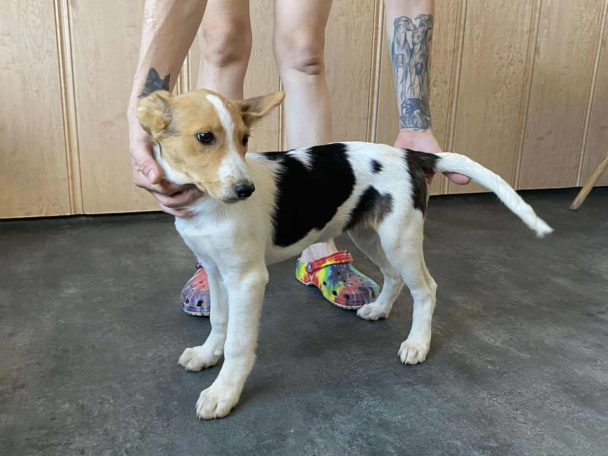 TIFFANY, female mixed breed for adoption at Kutyatár Állatmenhely Kaposvár