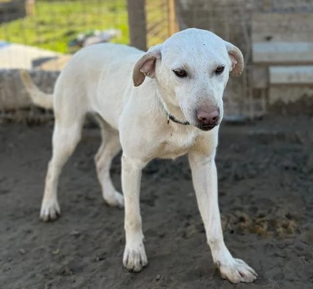 NAOMI, female mixed breed for adoption at Kutyatár Állatmenhely Kaposvár
