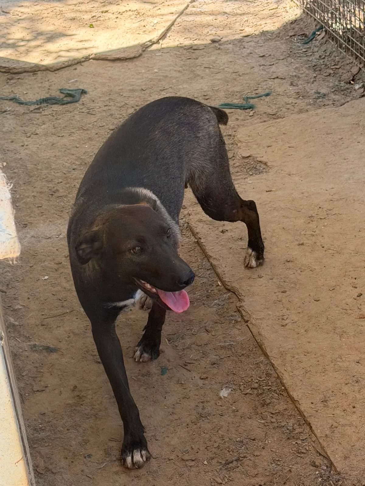 NATI, female mixed breed for adoption at Kutyatár Állatmenhely Kaposvár