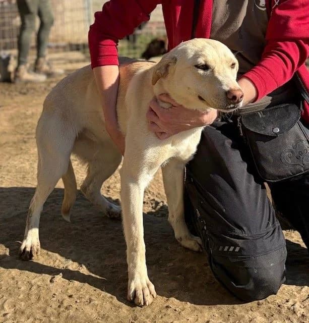 NIKITA, female mixed breed for adoption at Kutyatár Állatmenhely Kaposvár