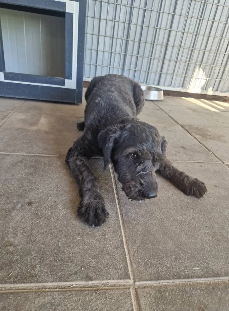 Bogáncs, Fekete female 3yo mixed breed for adoption at Laki Mancs Állatvédelmi Egyesület