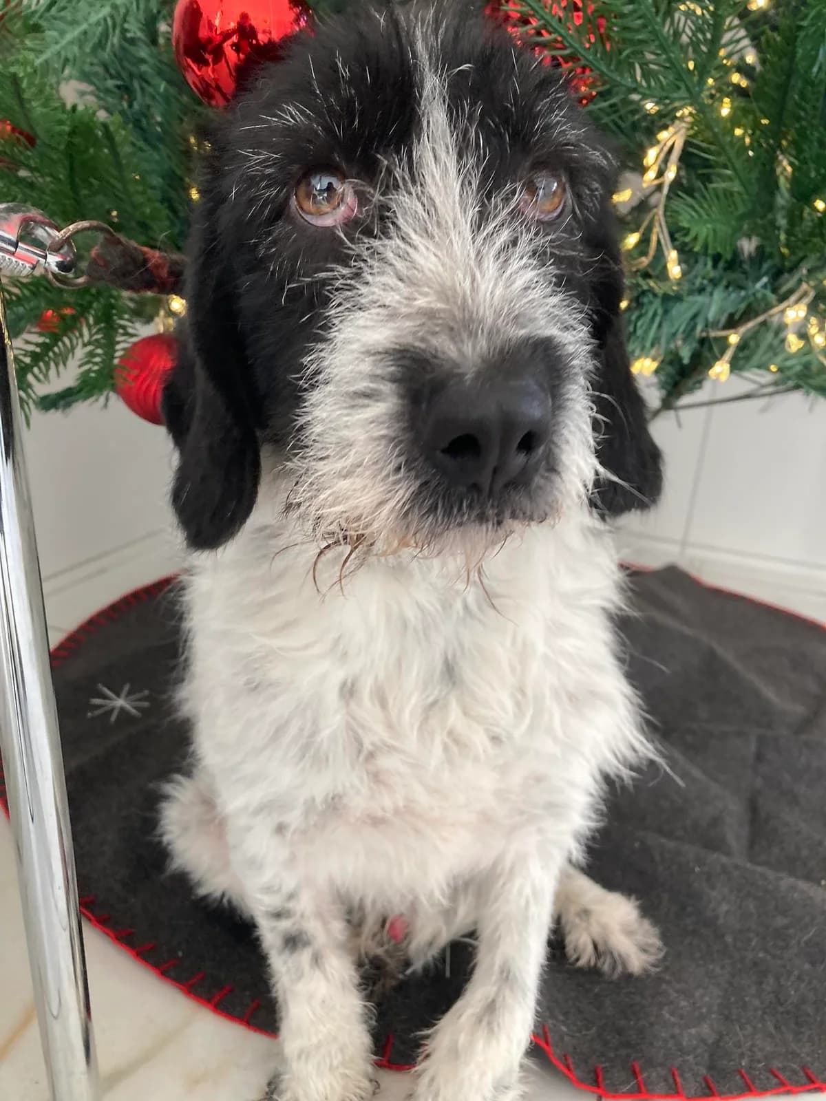 Kolos, Fekete-fehér male 4yo mixed breed for adoption at Laki Mancs Állatvédelmi Egyesület
