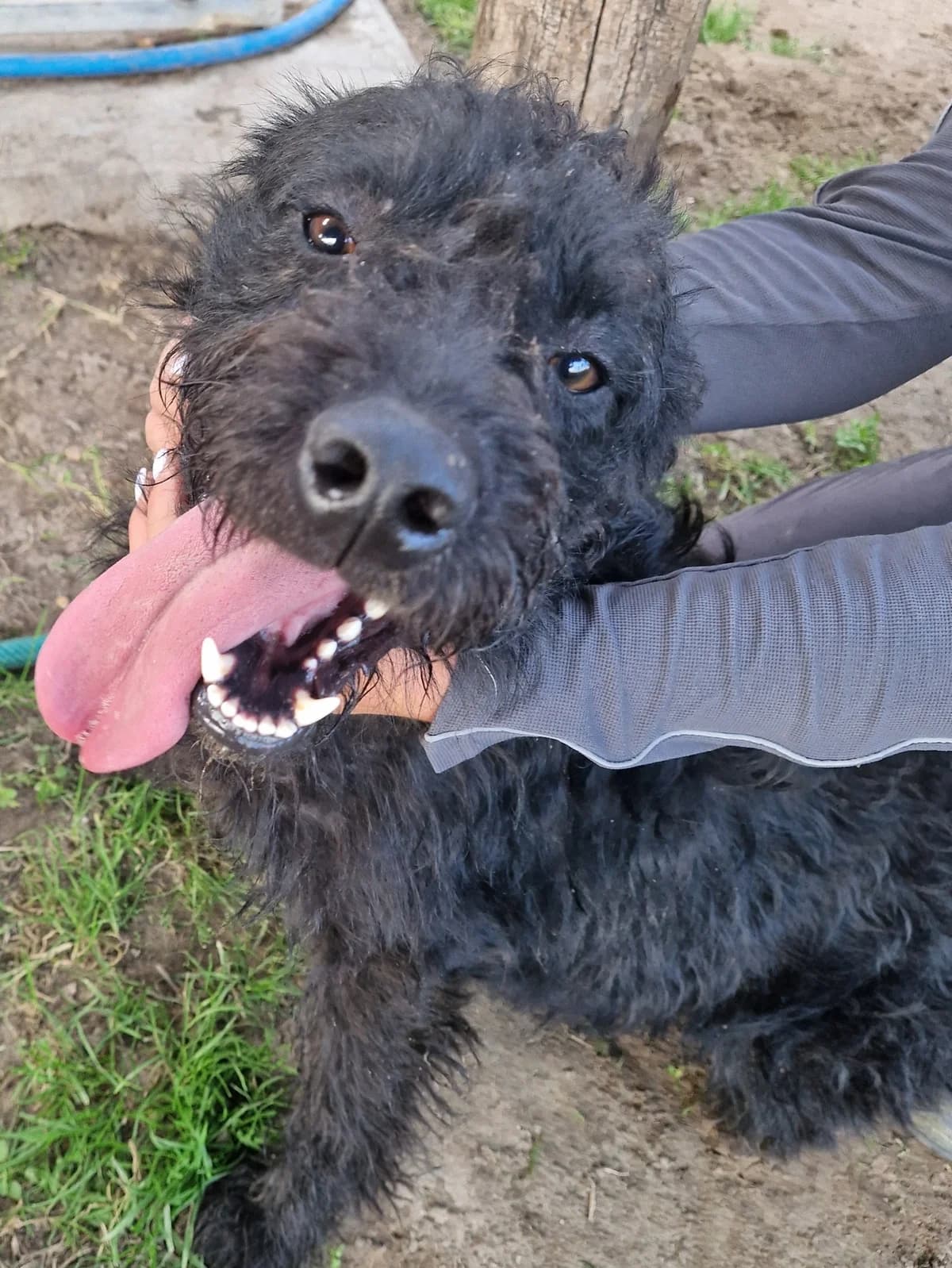 Lovag, Fekete male young mixed breed for adoption at Laki Mancs Állatvédelmi Egyesület