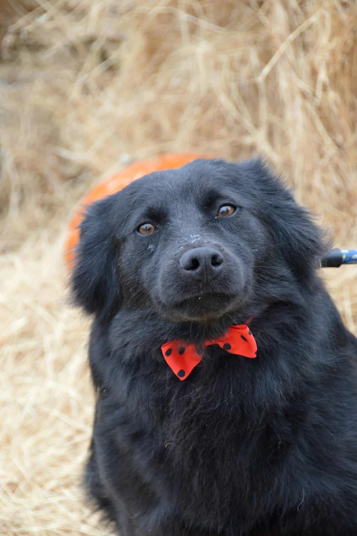 Maci, Fekete male 3yo mixed breed for adoption at Laki Mancs Állatvédelmi Egyesület