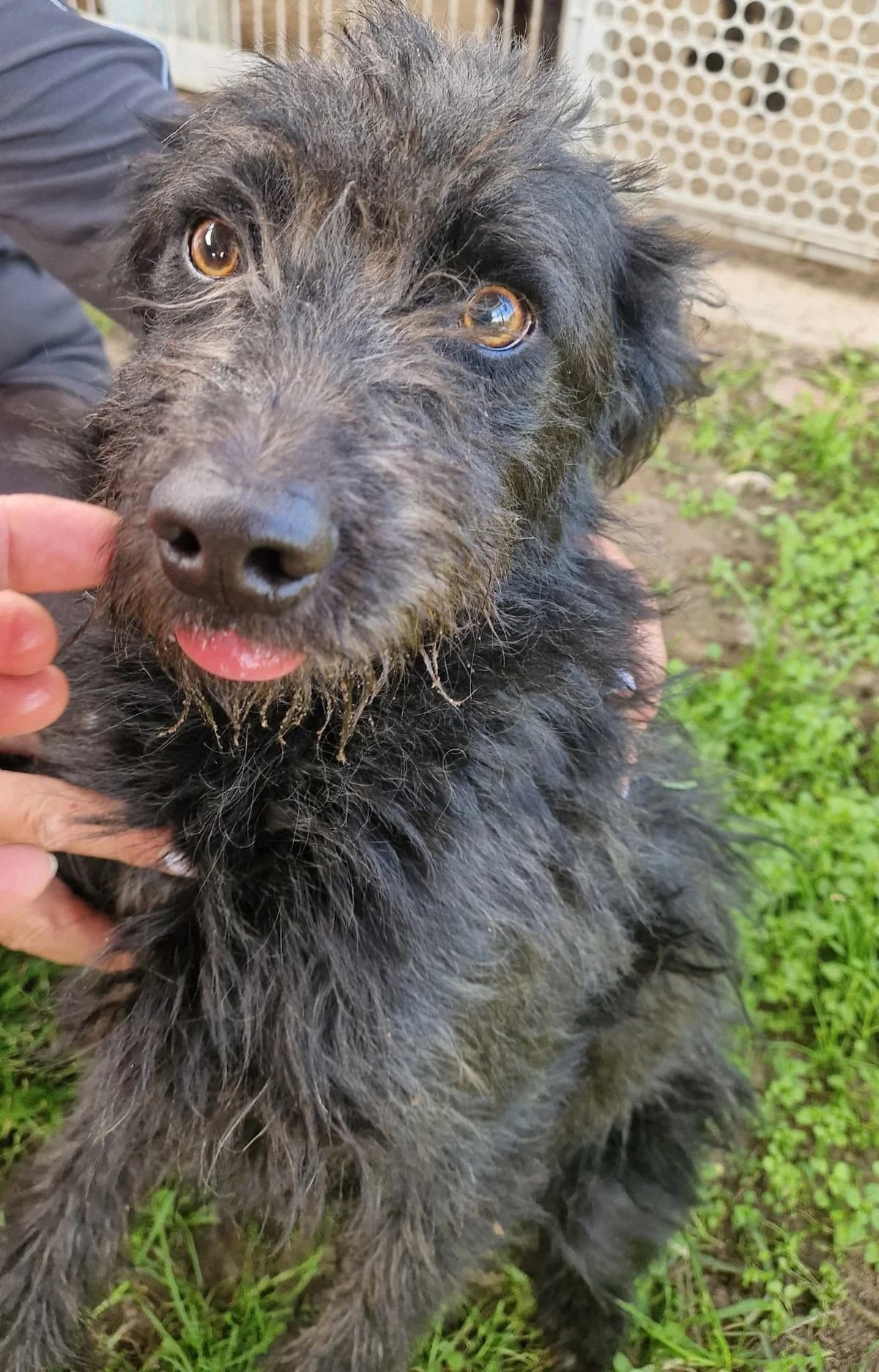 Zorro, Fekete male young mixed breed for adoption at Laki Mancs Állatvédelmi Egyesület