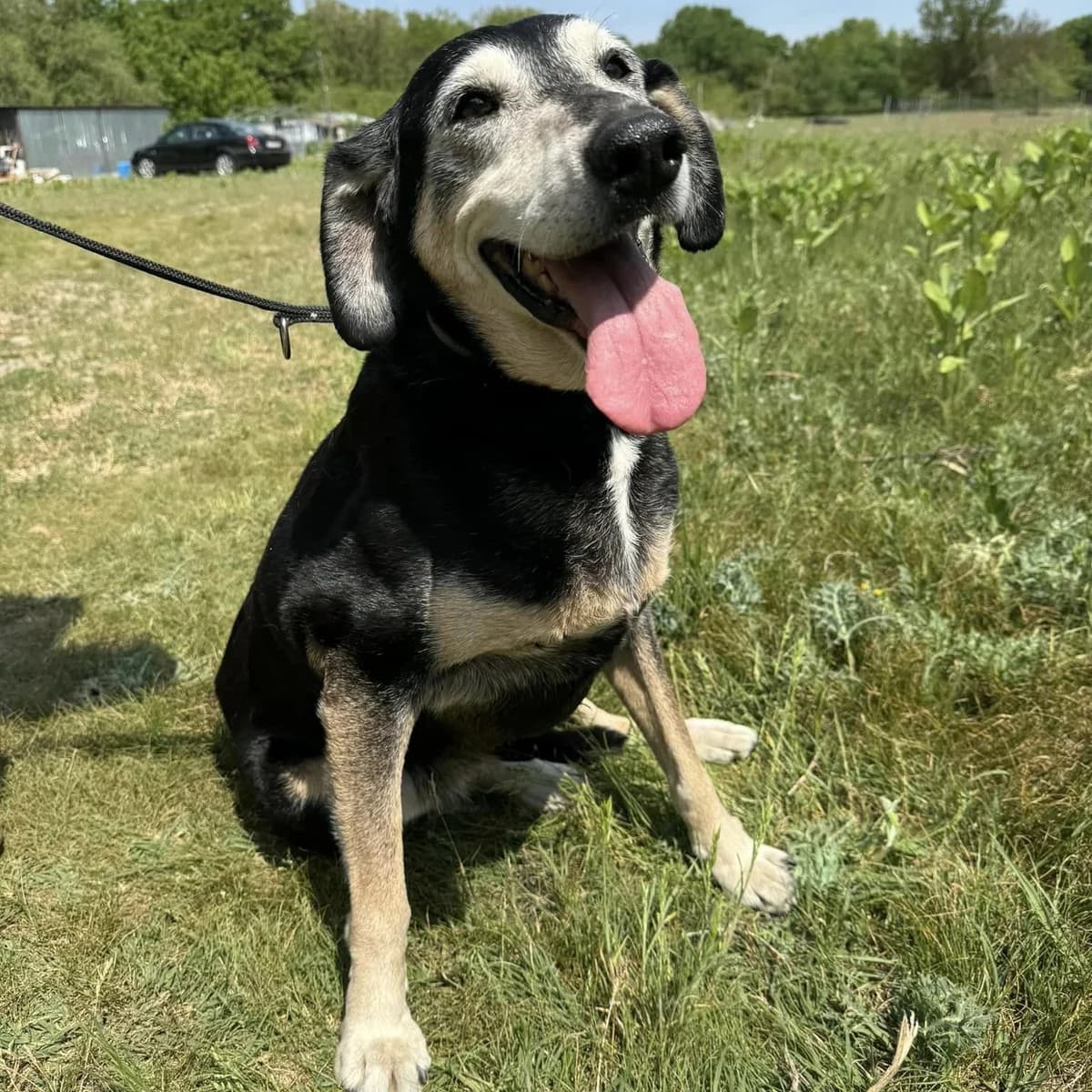 Teri, female senior Mixed Breed for adoption at Luca Kutyamenedék
