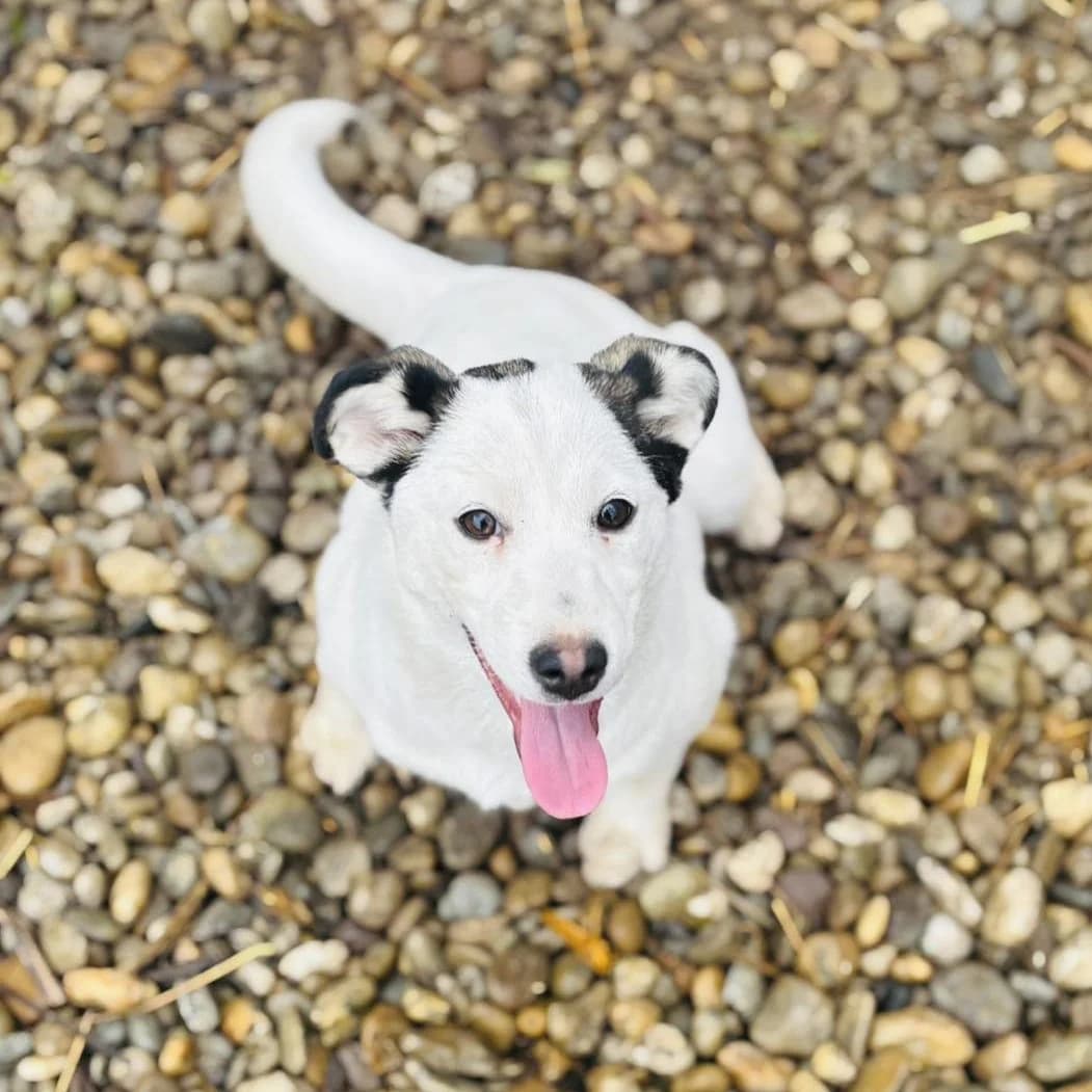 Nyüzsi, female Mixed Breed for adoption at Luca Kutyamenedék