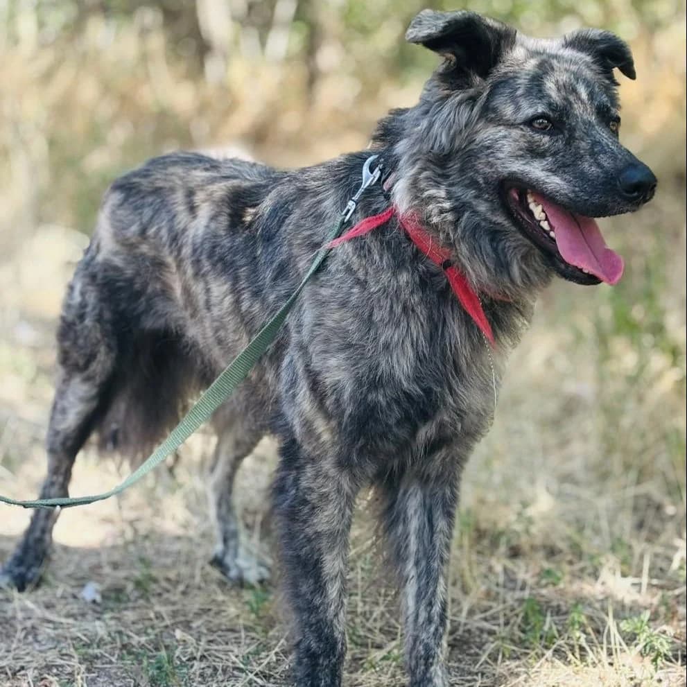 Zeusz, male Mixed Breed for adoption at Luca Kutyamenedék