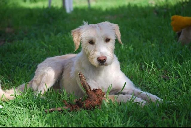 Byron, male 5yo Mixed Breed for adoption at Mancsrancs Alapítvány