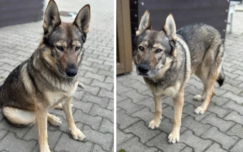 FÜLes, female Mixed Breed for adoption at Menedék Állatvédő Alapítvány