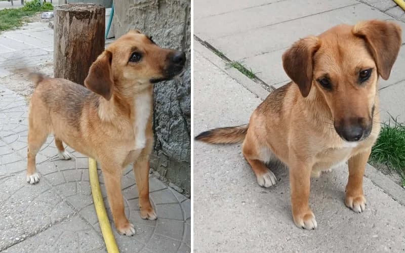 DiÓ úJra Otthont Keres, female young Mixed Breed for adoption at Menedék Állatvédő Alapítvány