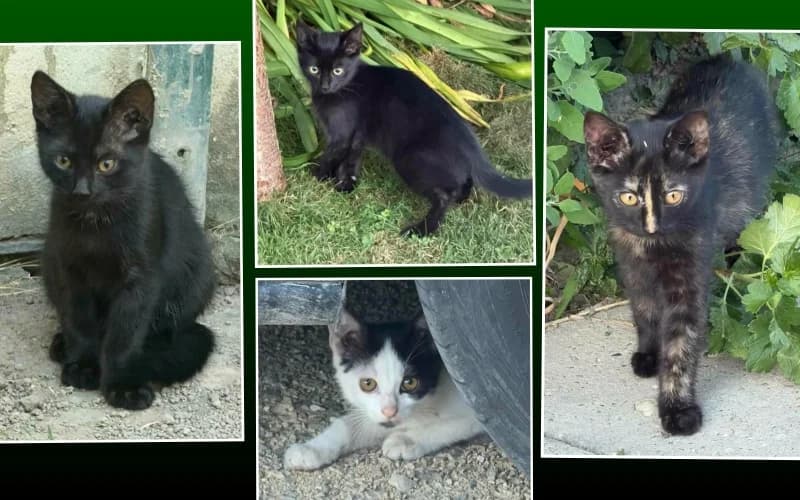 áSvÁNyrÁRÓI Cicabanda, Mixed Breed for adoption at Menedék Állatvédő Alapítvány