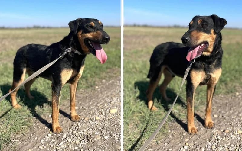Gotty, male 3yo Mixed Breed for adoption at Menedék Állatvédő Alapítvány