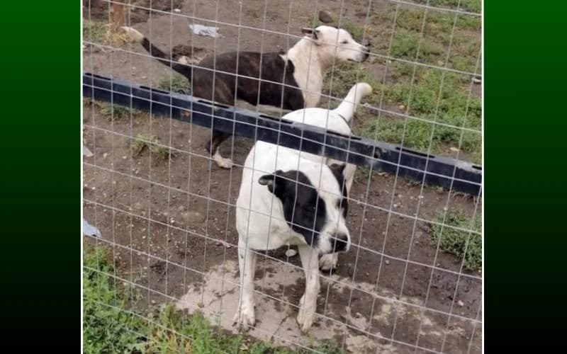 Gazdit Keres KÉT CsodÁS, Bull TÍPusÚ Kutyus, young Mixed Breed for adoption at Menedék Állatvédő Alapítvány