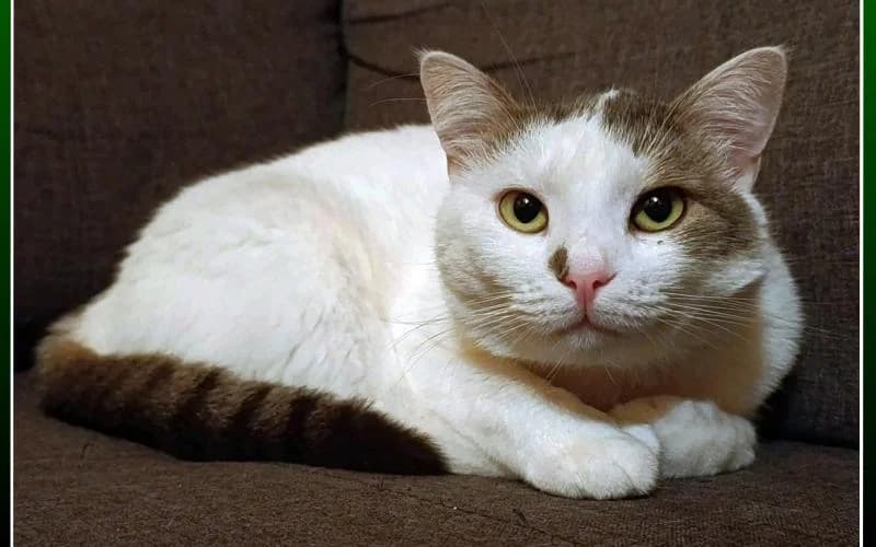 Holly MÉG Mindig, female young Mixed Breed for adoption at Menedék Állatvédő Alapítvány