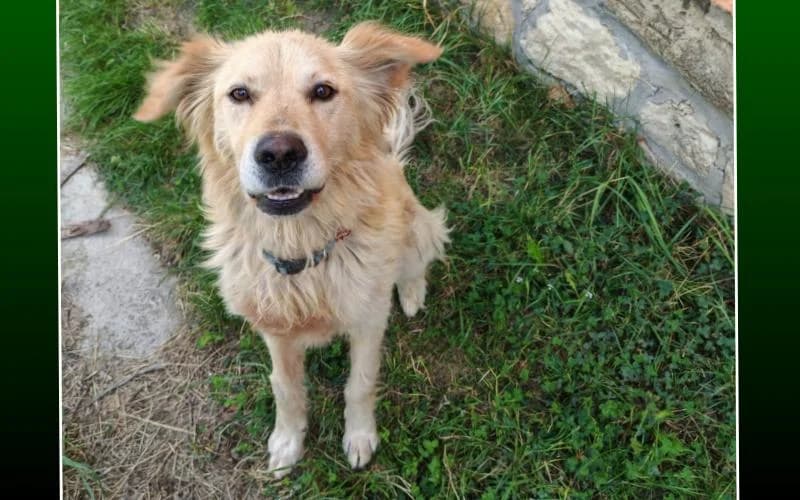 Ubulnak Most Te Lehetsz Az EsÉLye, male 7yo Mixed Breed for adoption at Menedék Állatvédő Alapítvány