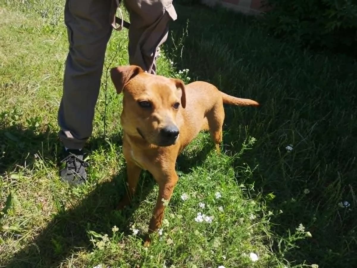 Mit tudunk róla, female young Mixed Breed for adoption at Misina Állatmenház Pécs