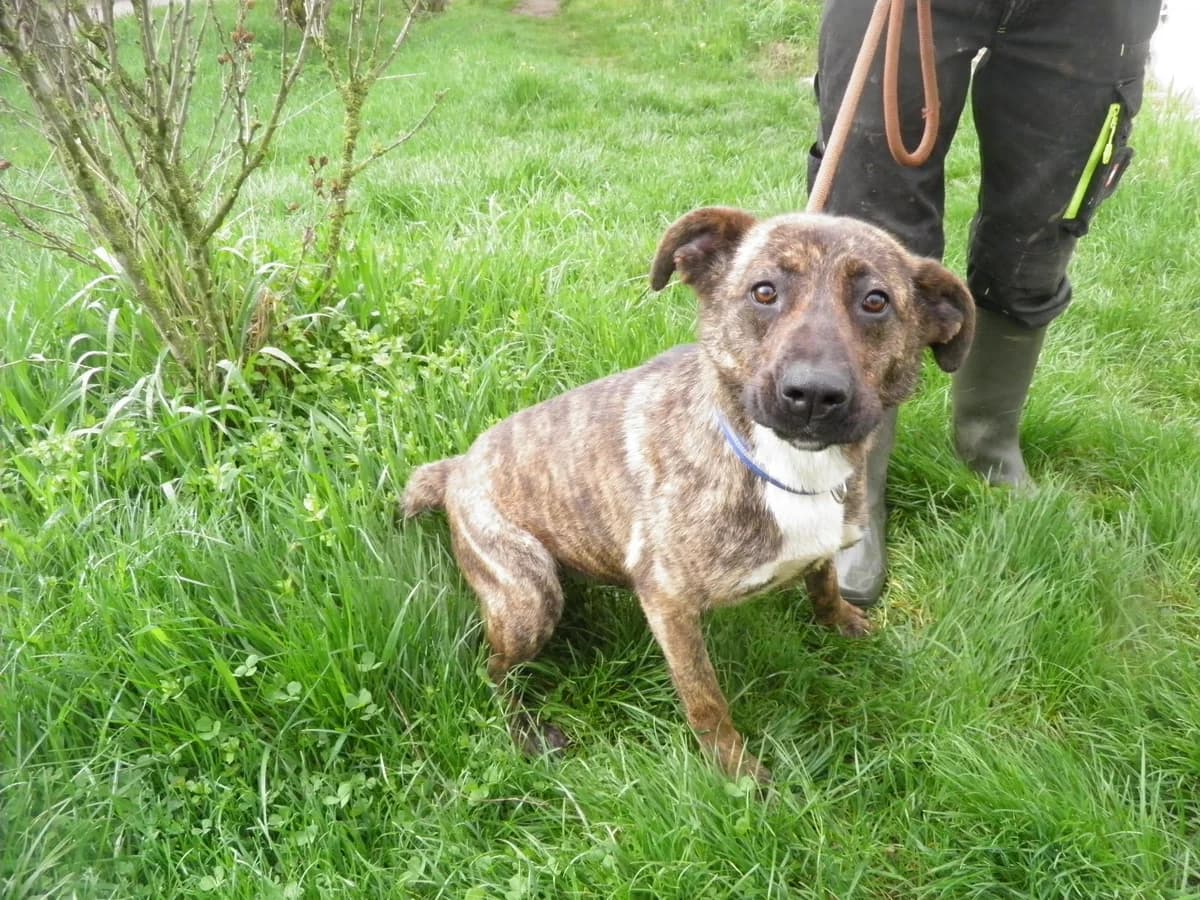 Ariéla, female Mixed Breed for adoption at Misina Állatmenház Pécs