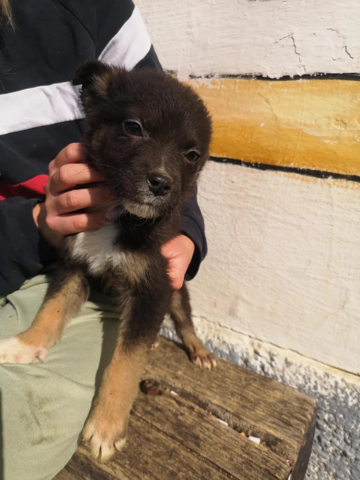 Mit tudunk róla, male Mixed Breed for adoption at Misina Állatmenház Pécs